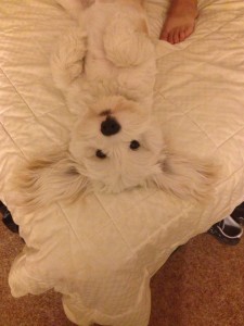 Fritz Modeling