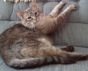 Lilly / Charlotte NY
