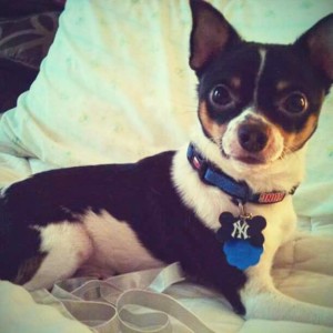 Mikey-Courtesy of Christina,Myrtle Beach,South Carolina