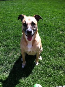 Maggie Courtesy of Olivia (Bill Grays) Latta Rd Greece NY